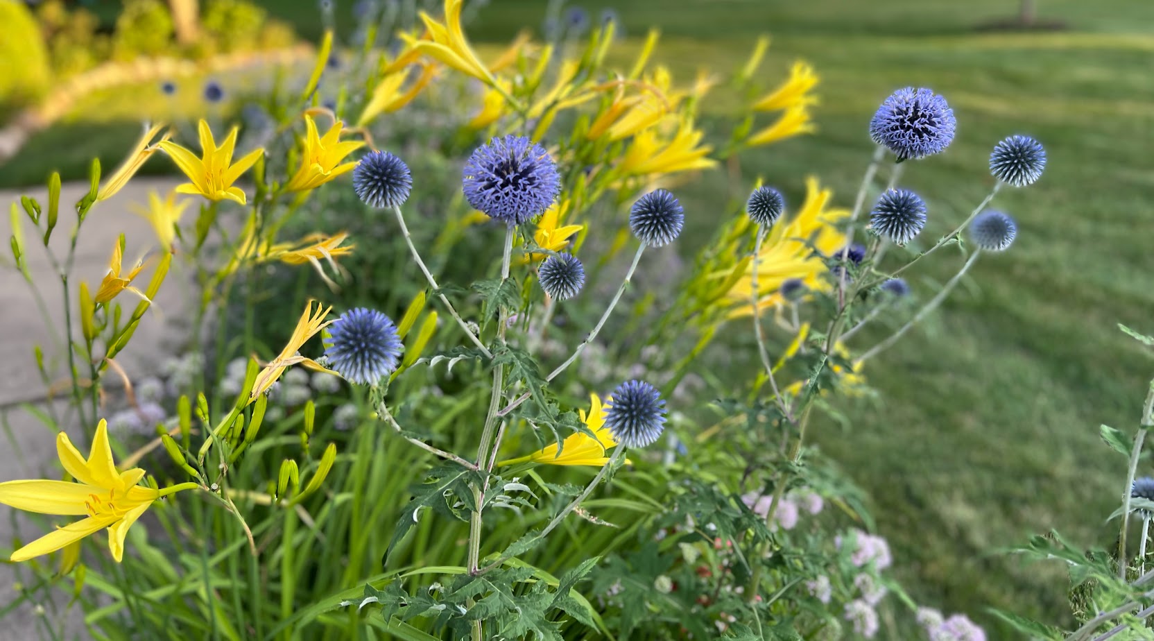 Veitch's Blue Globe Thistle – flower