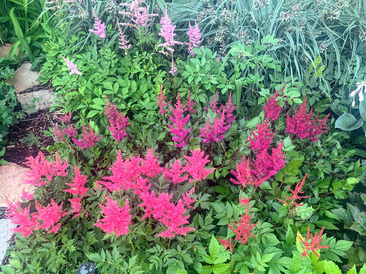 Astilbe 'Visions in Red' – flower
