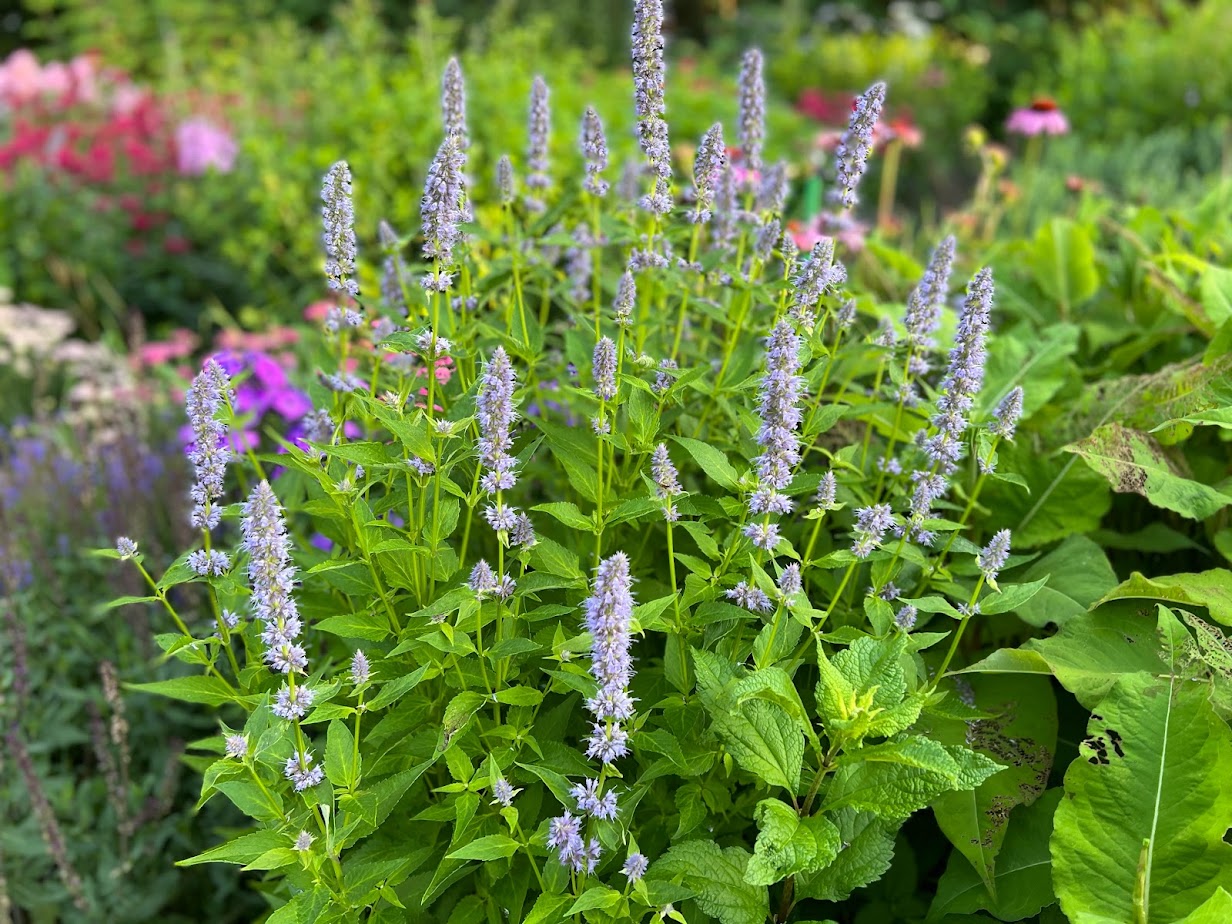 Agastache "Blue Fortune" – flower