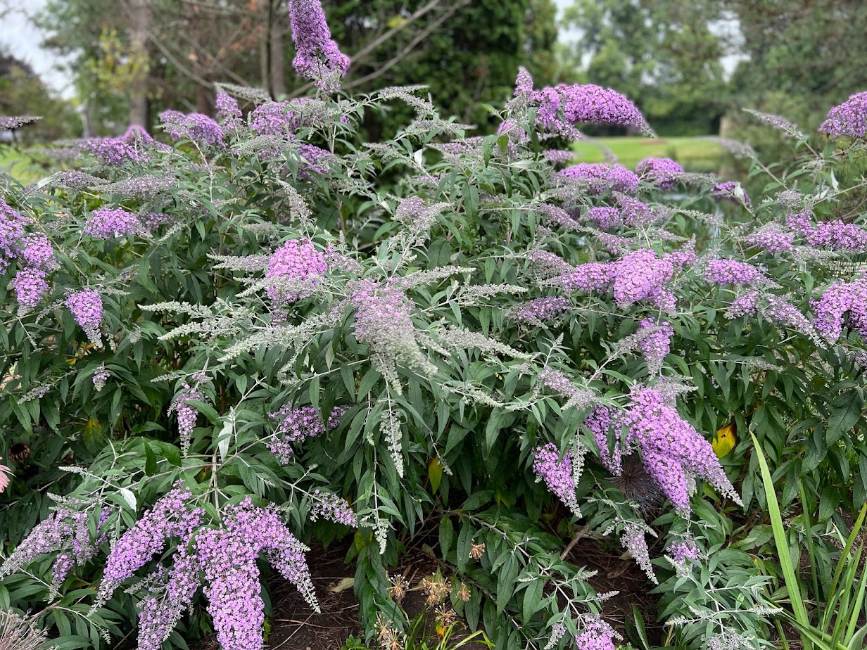 Grand Cascade Butterfly Bush – flower