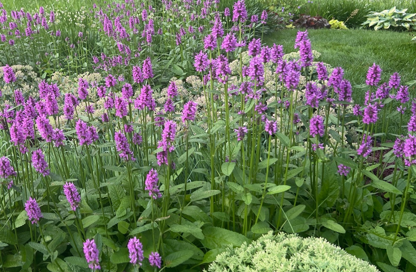 Hummelo – flower