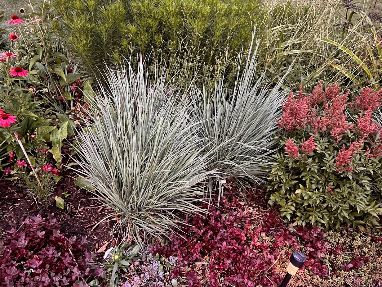 Little Bluestem Grass – flower