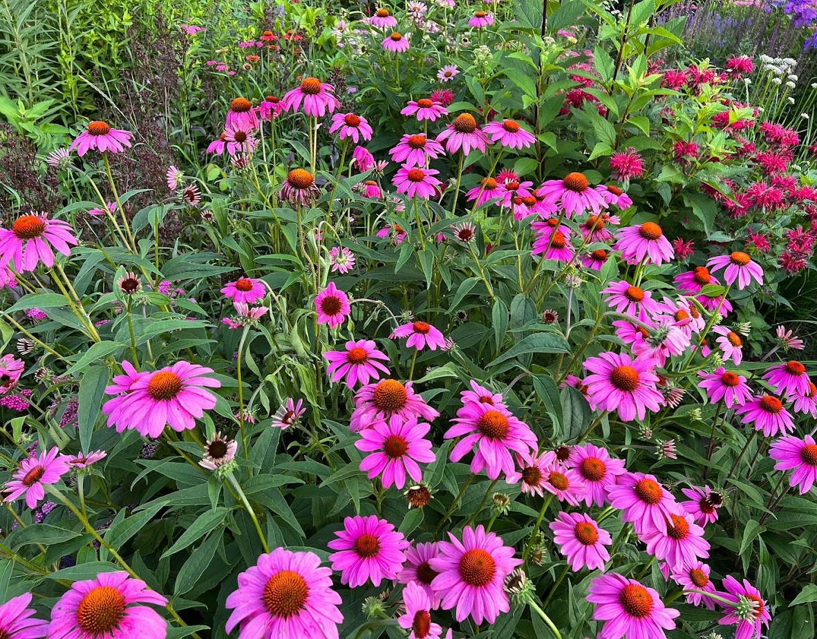Magnus Coneflower – flower