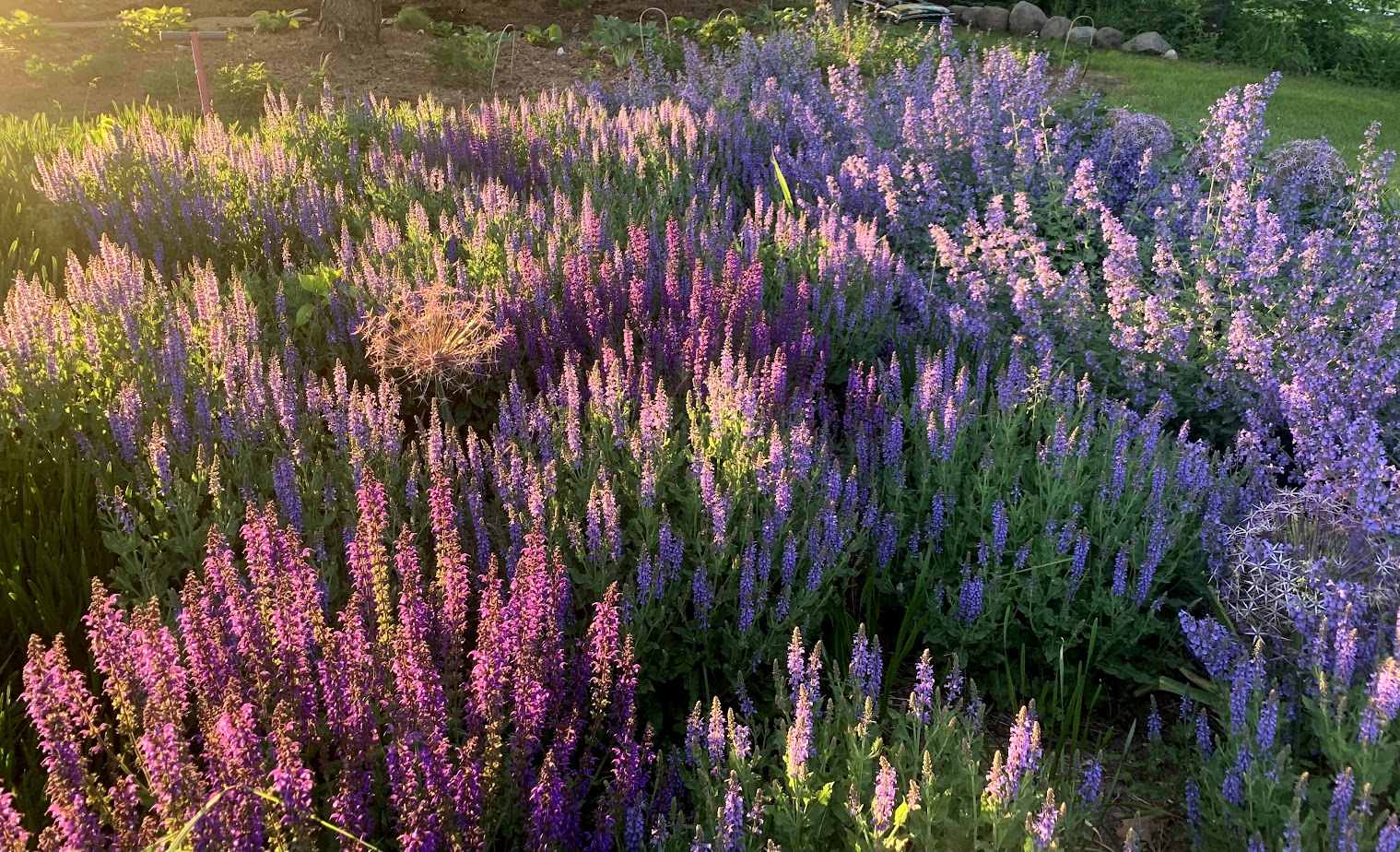May Night Sage – flower