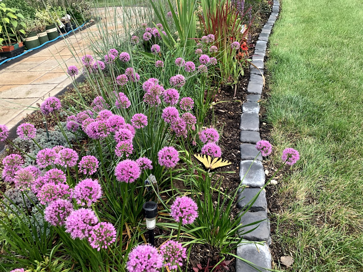 Millennium Allium – flower