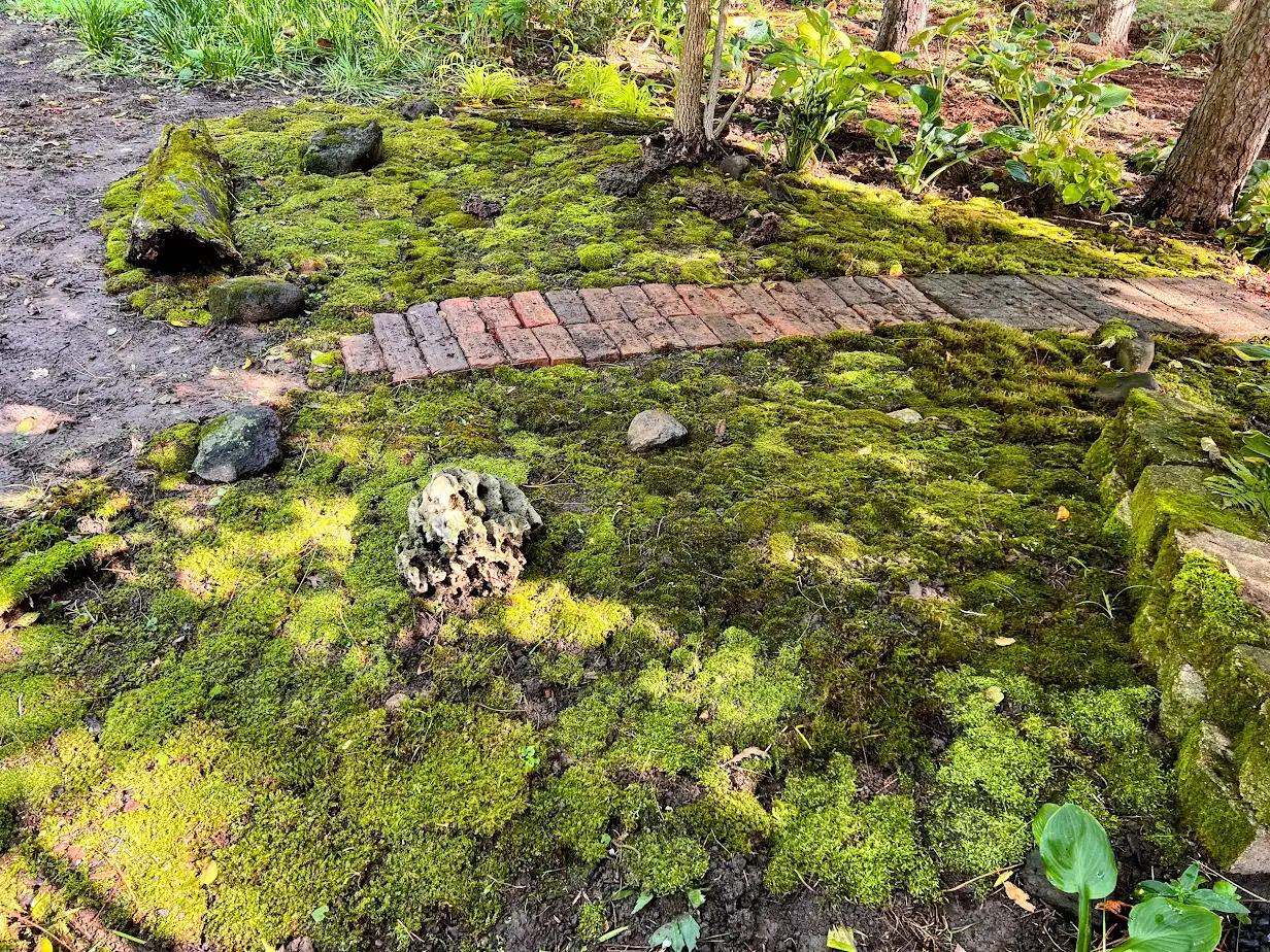 Moss Garden – flower