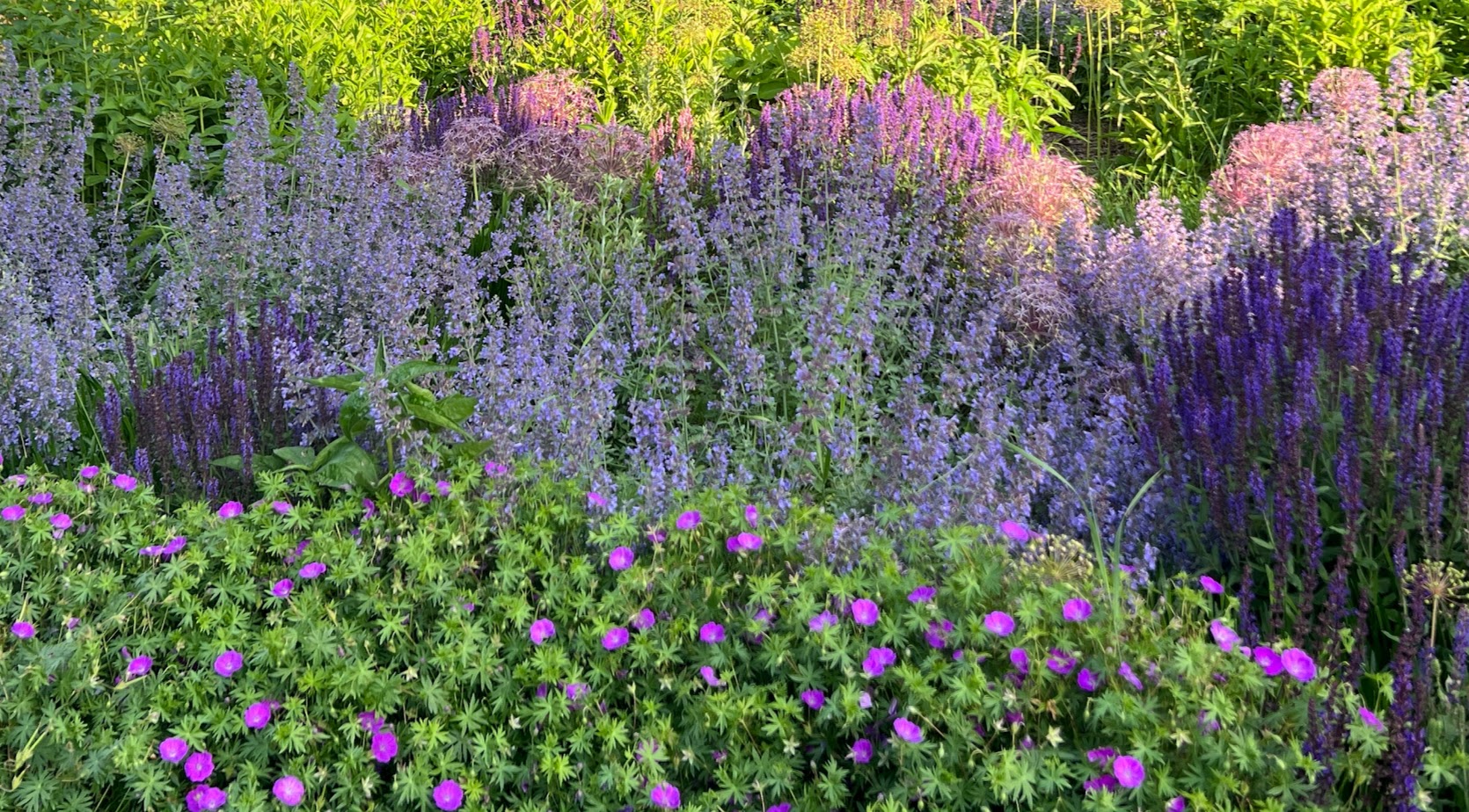 Catmint 'Walker's Low' – flower