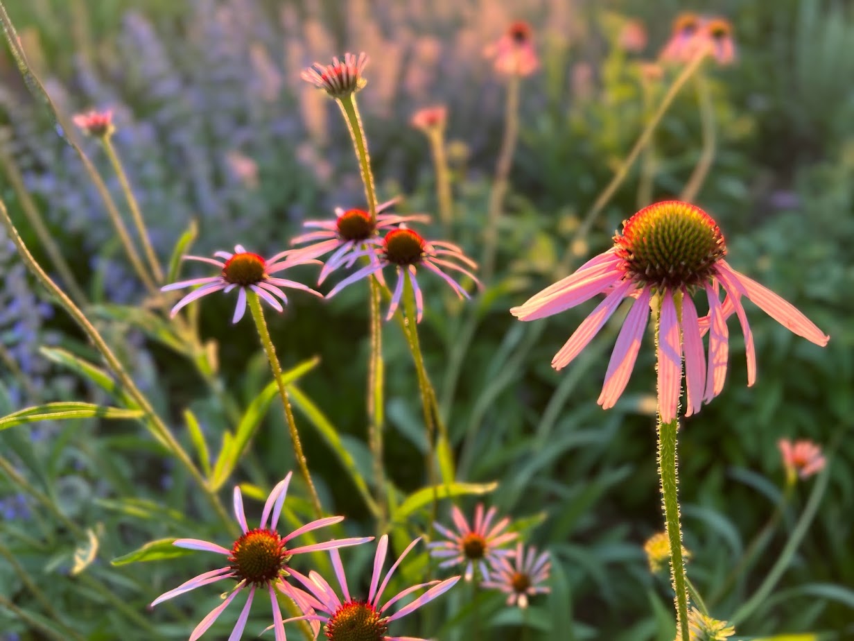 Pale Purple Coneflower – flower