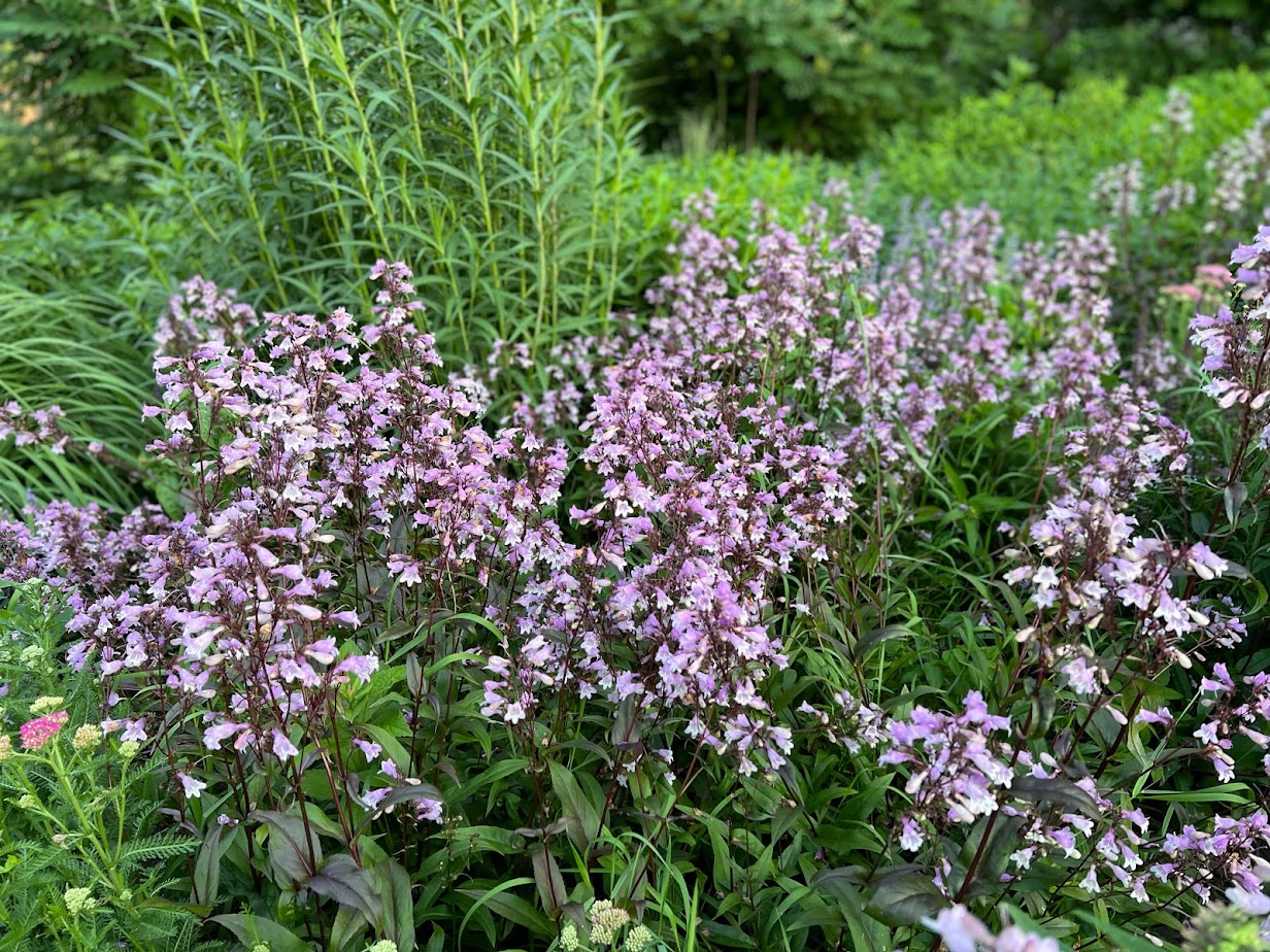 Penstemon 'Pocahontas' – flower