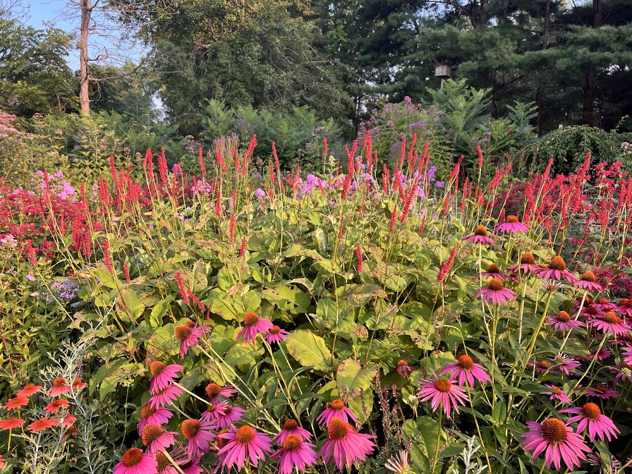 Persicaria Firetail – flower
