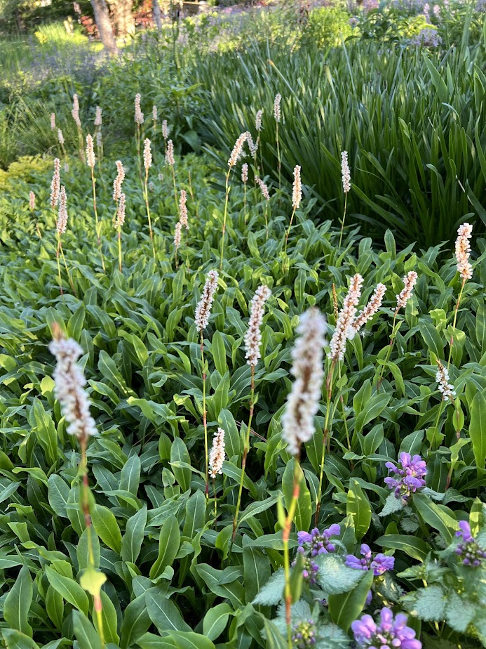 Persicaria "Superba" – flower