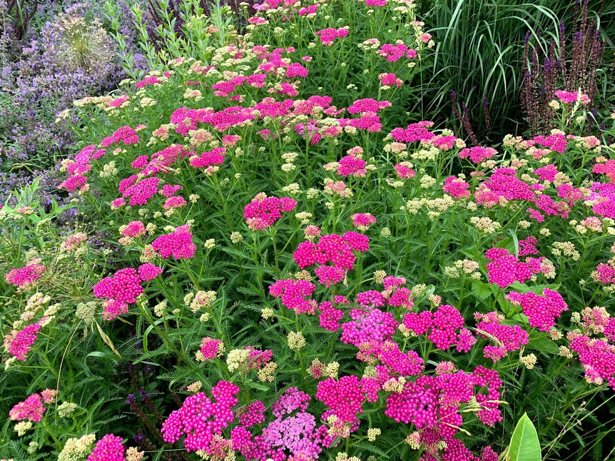 Pink & Red Yarrow – flower