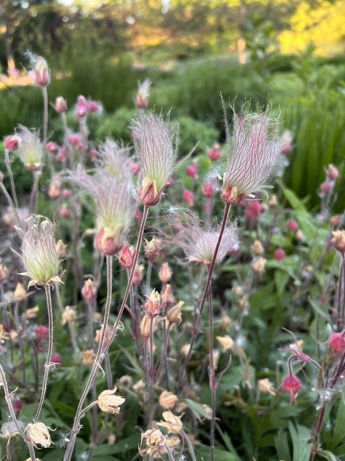 Prairie Smoke – flower