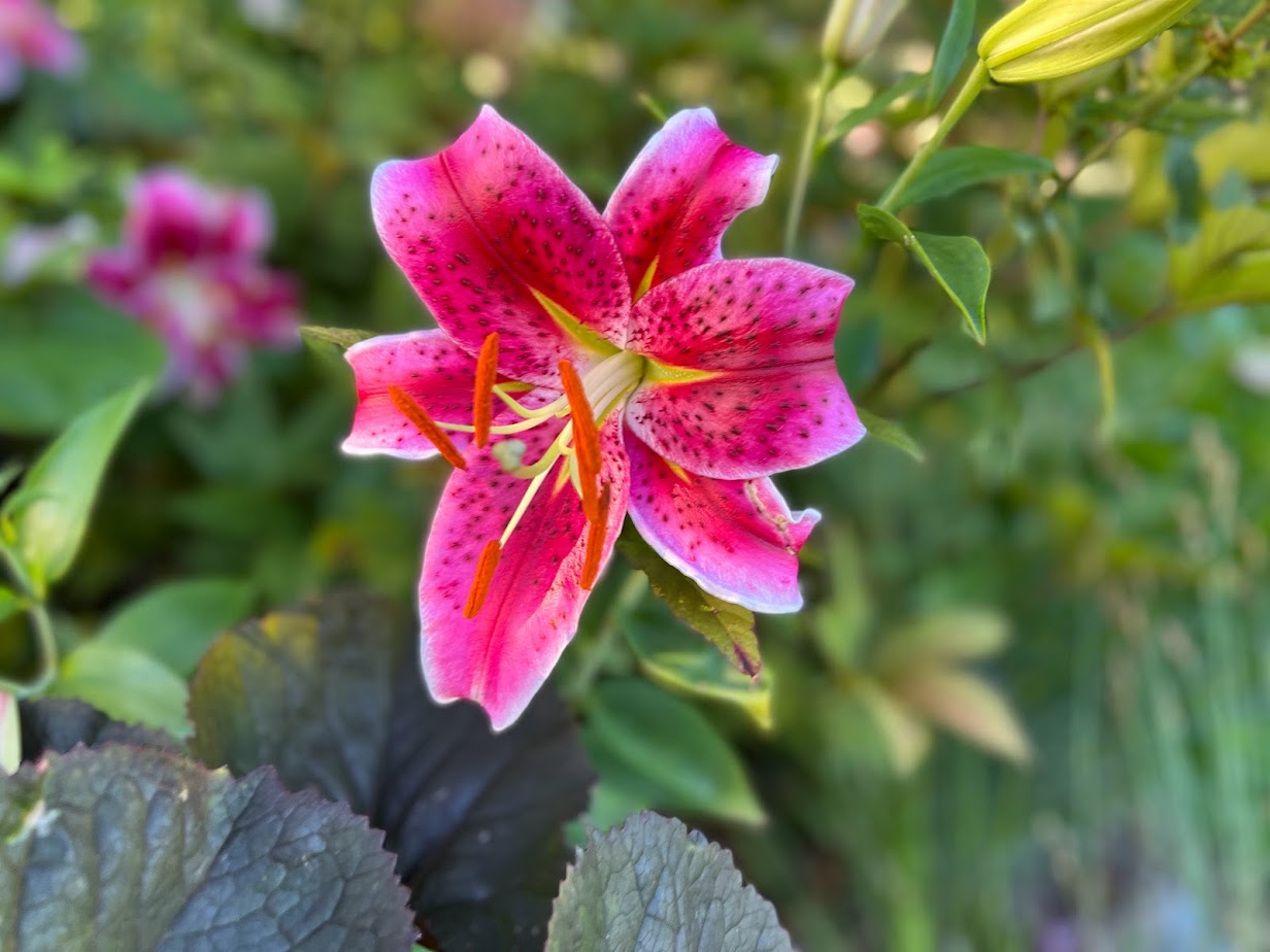Stargazer Lily – flower