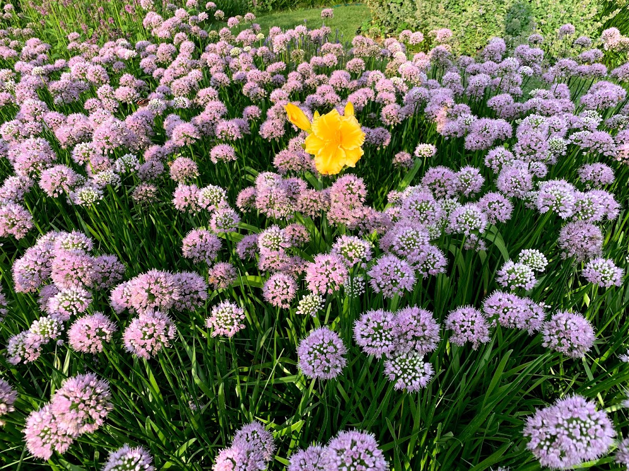 Summer Beauty Allium – flower